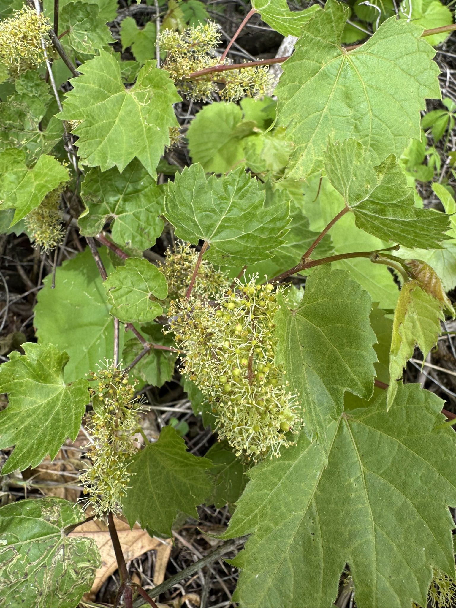 Wild grape bloom along the woodline.